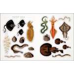 The Seashore Sticker Anthology - Book - Paracay