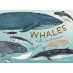 Whales: An Illustrated Celebration - Book