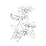 Woodland Wonderland - Book - Paracay