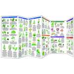 Edible Wild Plants (Folding Pocket Guide)