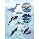 Pacific Northwest Marine Animal - Sticker Book