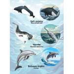 Pacific Northwest Marine Animal - Sticker Book