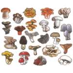 Mushrooms of the Pacific Northwest - Sticker Book - Paracay