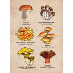 Mushrooms of the Pacific Northwest - Sticker Book - Paracay