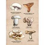 Mushrooms of the Pacific Northwest - Sticker Book - Paracay