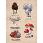 Mushrooms of the Pacific Northwest - Sticker Book - ParacayMushrooms of the Pacific Northwest - Sticker Book - Paracay