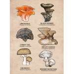 Mushrooms of the Redwood Region - Sticker Book - Paracay