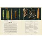 Botanicum: Welcome To The Museum - Book - Paracay