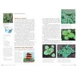 Edible Wild Plants, Volume 2 - Book - Paracay
