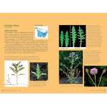 Edible Wild Plants, Volume 2 - Book - Paracay