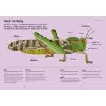 Insectorama: The Marvelous World Of Insects  - Book - Paracay