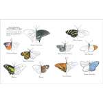 Julia-Rothman'S-Nature-Anatomy-Activity-Book-Book