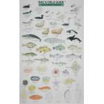 Mac's Field Guide to Alaskan Wildlife
