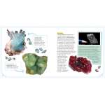 Minerals And Rocks: A Beginner'S Guide - Book - Paracay