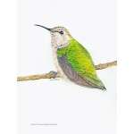 The Backyard Bird Chronicles - Book - Paracay