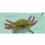 Hello, I'M An Axolotl - Book - Paracay