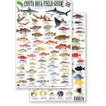 Costa Rica Caribbean Reef Fish, Field Guide (Laminated 2-Sided Card)