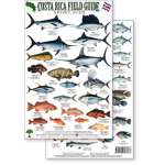 Fish & Sealife Identification Guides :Costa Rica Sport Fish Field Guide (Laminated 2-Sided Card)