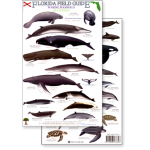 Florida Marine Mammals & Sea Turtles (Laminated 2-Sided Card)