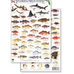 Florida Reef Fish Field Guide (Laminated 2-Sided Card)