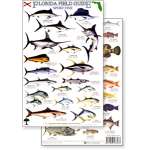 Florida Sport Fish Field Guide (Laminated 2-Sided Card)