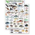 Mexico Field Guide: Baja, Sea of Cortez Reef Fish (Laminated 2-Sided Card)