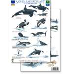 North Pacific Killer Whales & Behaviors Field Guide (Laminated 2-Sided Card)