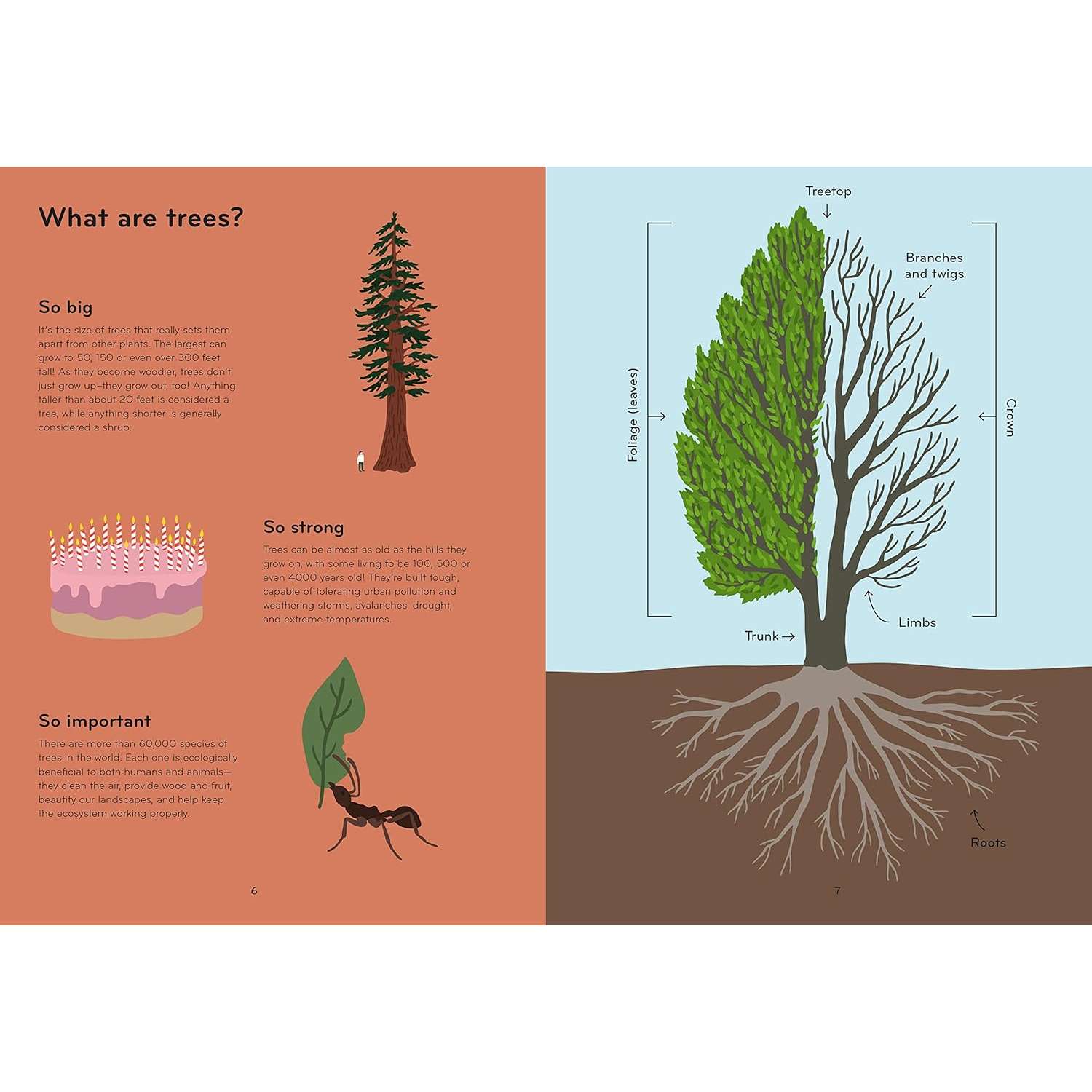 The Marvelous World of Plant Growth