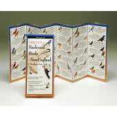 Sibley's Backyard Birds of New England (Folding Guides)