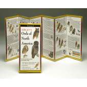 Bird Identification Guides :Sibley's Owls of North America (Folding Guides)