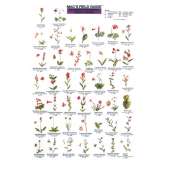 Pacific Northwest Field Guides :Pacific Northwest Wildflowers  (Laminated 2-Sided Card)