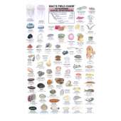 California Coastal Invertebrates  (Laminated 2-Sided Card)