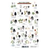 Pacific Northwest Field Guides :Northwest Trees  (Laminated 2-Sided Card)