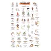 Insect Identification Guides :Northwest Garden Bugs  (Laminated 2-Sided Card)