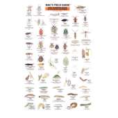 Northwest Garden Bugs  (Laminated 2-Sided Card)