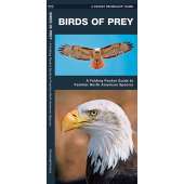 Birds of Prey (Folding Pocket Guide)
