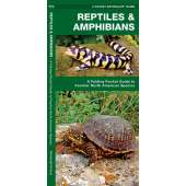 Reptiles & Amphibians  (Folding Pocket Guide)