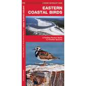 Eastern Coastal Birds