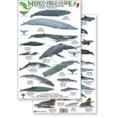 Mexico Field Guide: Baja, Sea of Cortez Marine Mammal Guide (Laminated 2-Sided Card)