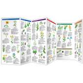 Medicinal Plants (Folding Pocket Guide)