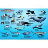 Fish & Sealife Identification Guides :Puget Sound Marine Mammals