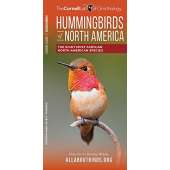 Hummingbirds of North America: The Eight Most Familiar North American Species