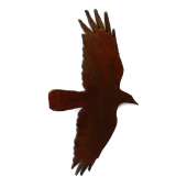 Birding :Raven Flying MAGNET