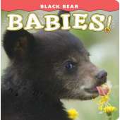 Baby Animals :Black Bear Babies!