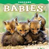 Washington :Cascade Babies!