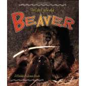 The Life Cycle of a: Beaver