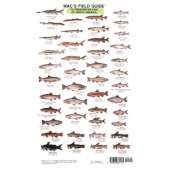 Fish & Sealife Identification Guides :Mac's Field Guides: North American Freshwater Fish