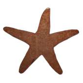Magnets :Starfish Magnet