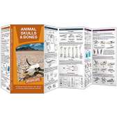 Reptile & Mammal Identification Guides :Animal Skulls & Bones LAMINATED DURAGUIDE