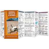 Animal Skulls & Bones LAMINATED DURAGUIDE